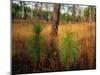 Pine Trees in Tall Grass-James Randklev-Mounted Photographic Print