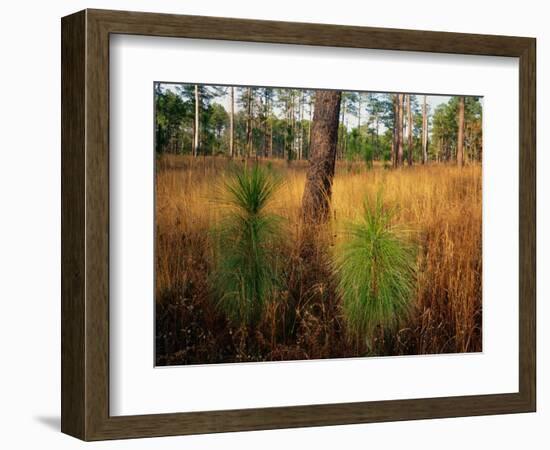 Pine Trees in Tall Grass-James Randklev-Framed Photographic Print