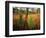 Pine Trees in Tall Grass-James Randklev-Framed Photographic Print