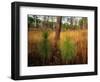 Pine Trees in Tall Grass-James Randklev-Framed Photographic Print