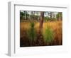 Pine Trees in Tall Grass-James Randklev-Framed Photographic Print