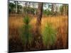 Pine Trees in Tall Grass-James Randklev-Mounted Photographic Print