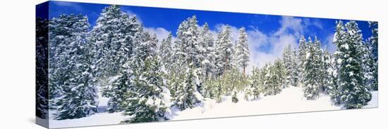 Pine Trees on a Snow Covered Hill, Breckenridge, Summit County, Colorado, USA-null-Stretched Canvas
