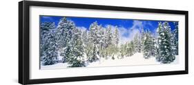 Pine Trees on a Snow Covered Hill, Breckenridge, Summit County, Colorado, USA-null-Framed Photographic Print