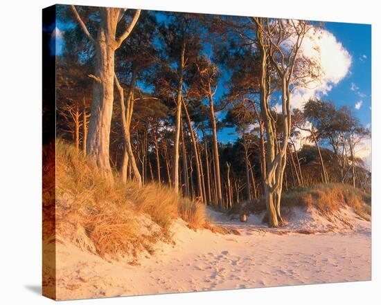 Pine Trees On Aquitaine Coast-null-Stretched Canvas