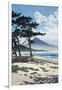 Pine Trees on the Beach with Mt Fuji in the Background, Japan-null-Framed Giclee Print