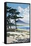 Pine Trees on the Beach with Mt Fuji in the Background, Japan-null-Framed Stretched Canvas