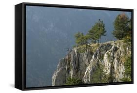 Pine Trees on the Edge of the Susica Canyon, Durmitor Np, Montenegro, October 2008-Radisics-Framed Stretched Canvas