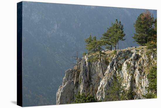 Pine Trees on the Edge of the Susica Canyon, Durmitor Np, Montenegro, October 2008-Radisics-Stretched Canvas