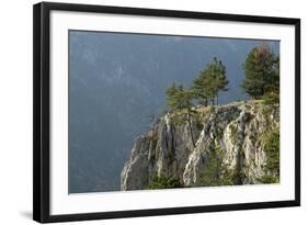 Pine Trees on the Edge of the Susica Canyon, Durmitor Np, Montenegro, October 2008-Radisics-Framed Photographic Print