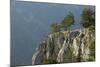 Pine Trees on the Edge of the Susica Canyon, Durmitor Np, Montenegro, October 2008-Radisics-Mounted Photographic Print