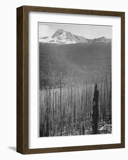 Pine Trees Snow Covered Mts In Bkgd "Burned Area Glacier National Park" Montana 1933-1942-Ansel Adams-Framed Art Print