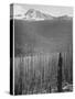 Pine Trees Snow Covered Mts In Bkgd "Burned Area Glacier National Park" Montana 1933-1942-Ansel Adams-Stretched Canvas
