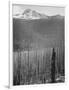 Pine Trees Snow Covered Mts In Bkgd "Burned Area Glacier National Park" Montana 1933-1942-Ansel Adams-Framed Art Print