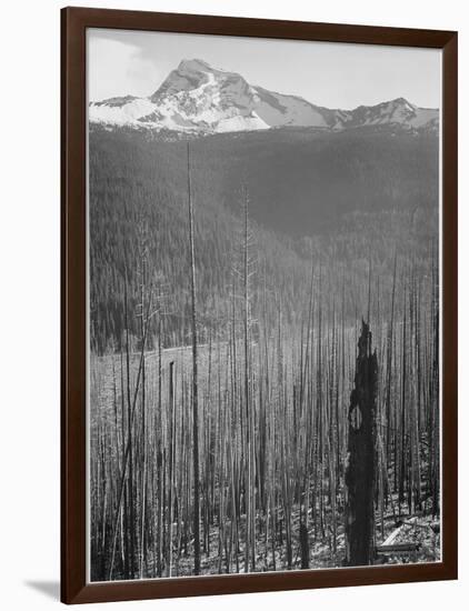 Pine Trees Snow Covered Mts In Bkgd "Burned Area Glacier National Park" Montana 1933-1942-Ansel Adams-Framed Art Print