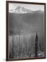 Pine Trees Snow Covered Mts In Bkgd "Burned Area Glacier National Park" Montana 1933-1942-Ansel Adams-Framed Art Print