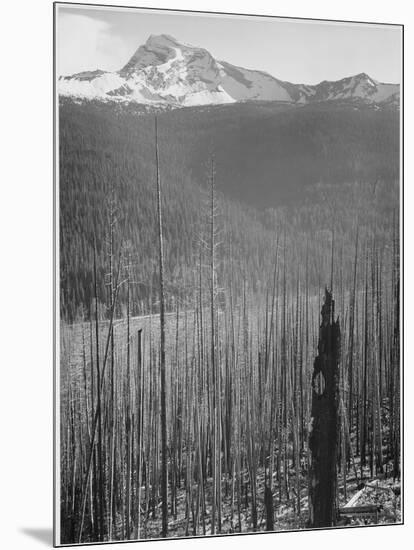 Pine Trees Snow Covered Mts In Bkgd "Burned Area Glacier National Park" Montana 1933-1942-Ansel Adams-Mounted Art Print