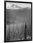 Pine Trees Snow Covered Mts In Bkgd "Burned Area Glacier National Park" Montana 1933-1942-Ansel Adams-Framed Art Print