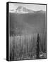 Pine Trees Snow Covered Mts In Bkgd "Burned Area Glacier National Park" Montana 1933-1942-Ansel Adams-Framed Stretched Canvas