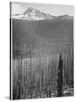 Pine Trees Snow Covered Mts In Bkgd "Burned Area Glacier National Park" Montana 1933-1942-Ansel Adams-Stretched Canvas