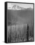 Pine Trees Snow Covered Mts In Bkgd "Burned Area Glacier National Park" Montana 1933-1942-Ansel Adams-Framed Stretched Canvas
