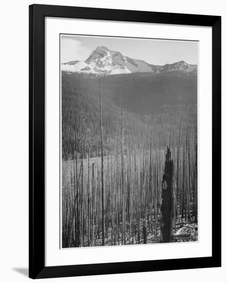 Pine Trees Snow Covered Mts In Bkgd "Burned Area Glacier National Park" Montana 1933-1942-Ansel Adams-Framed Art Print