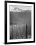 Pine Trees Snow Covered Mts In Bkgd "Burned Area Glacier National Park" Montana 1933-1942-Ansel Adams-Framed Art Print