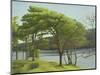 Pine Trees, Usk Reservoir, 2005-Peter Breeden-Mounted Giclee Print