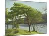 Pine Trees, Usk Reservoir, 2005-Peter Breeden-Mounted Giclee Print