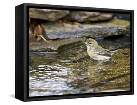 Pine Warbler (1St Year)-Gary Carter-Framed Stretched Canvas