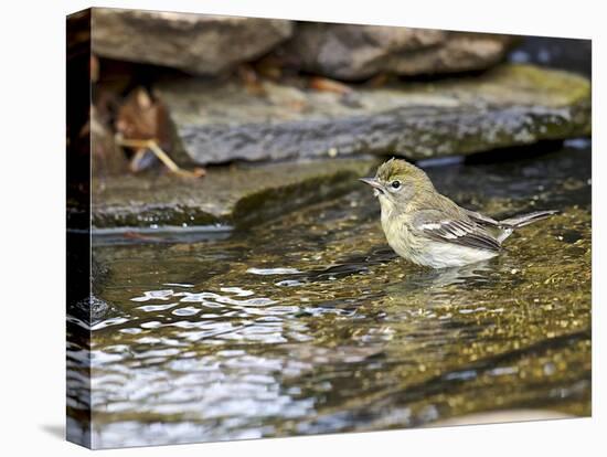 Pine Warbler (1St Year)-Gary Carter-Stretched Canvas