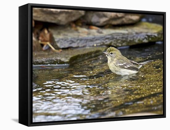 Pine Warbler (1St Year)-Gary Carter-Framed Stretched Canvas