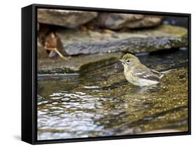 Pine Warbler (1St Year)-Gary Carter-Framed Stretched Canvas