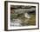 Pine Warbler (1St Year)-Gary Carter-Framed Photographic Print