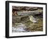 Pine Warbler (1St Year)-Gary Carter-Framed Photographic Print