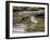 Pine Warbler (1St Year)-Gary Carter-Framed Photographic Print