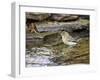 Pine Warbler (1St Year)-Gary Carter-Framed Photographic Print