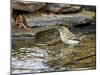 Pine Warbler (1St Year)-Gary Carter-Mounted Photographic Print