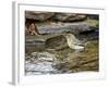 Pine Warbler (1St Year)-Gary Carter-Framed Photographic Print