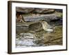 Pine Warbler (1St Year)-Gary Carter-Framed Photographic Print