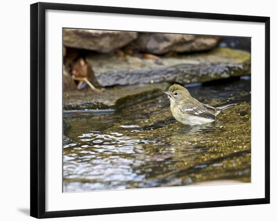 Pine Warbler (1St Year)-Gary Carter-Framed Photographic Print