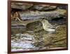 Pine Warbler (1St Year)-Gary Carter-Framed Photographic Print