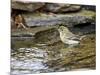 Pine Warbler (1St Year)-Gary Carter-Mounted Photographic Print