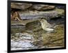 Pine Warbler (1St Year)-Gary Carter-Framed Photographic Print