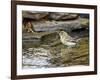 Pine Warbler (1St Year)-Gary Carter-Framed Photographic Print