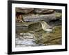 Pine Warbler (1St Year)-Gary Carter-Framed Photographic Print