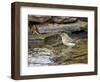 Pine Warbler (1St Year)-Gary Carter-Framed Photographic Print