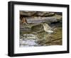 Pine Warbler (1St Year)-Gary Carter-Framed Photographic Print