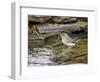 Pine Warbler (1St Year)-Gary Carter-Framed Photographic Print