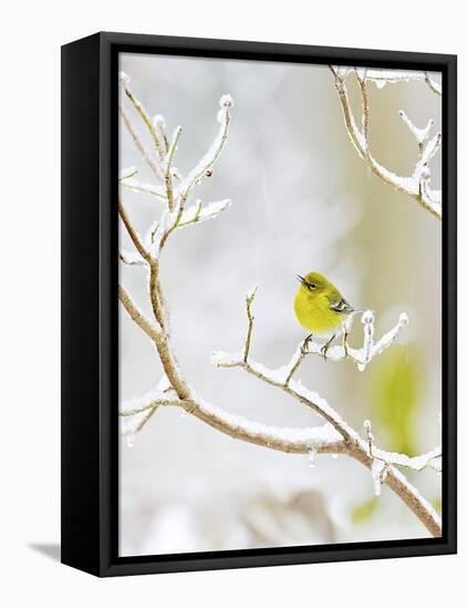 Pine Warbler Perching on Branch in Winter, Mcleansville, North Carolina, USA-Gary Carter-Framed Stretched Canvas